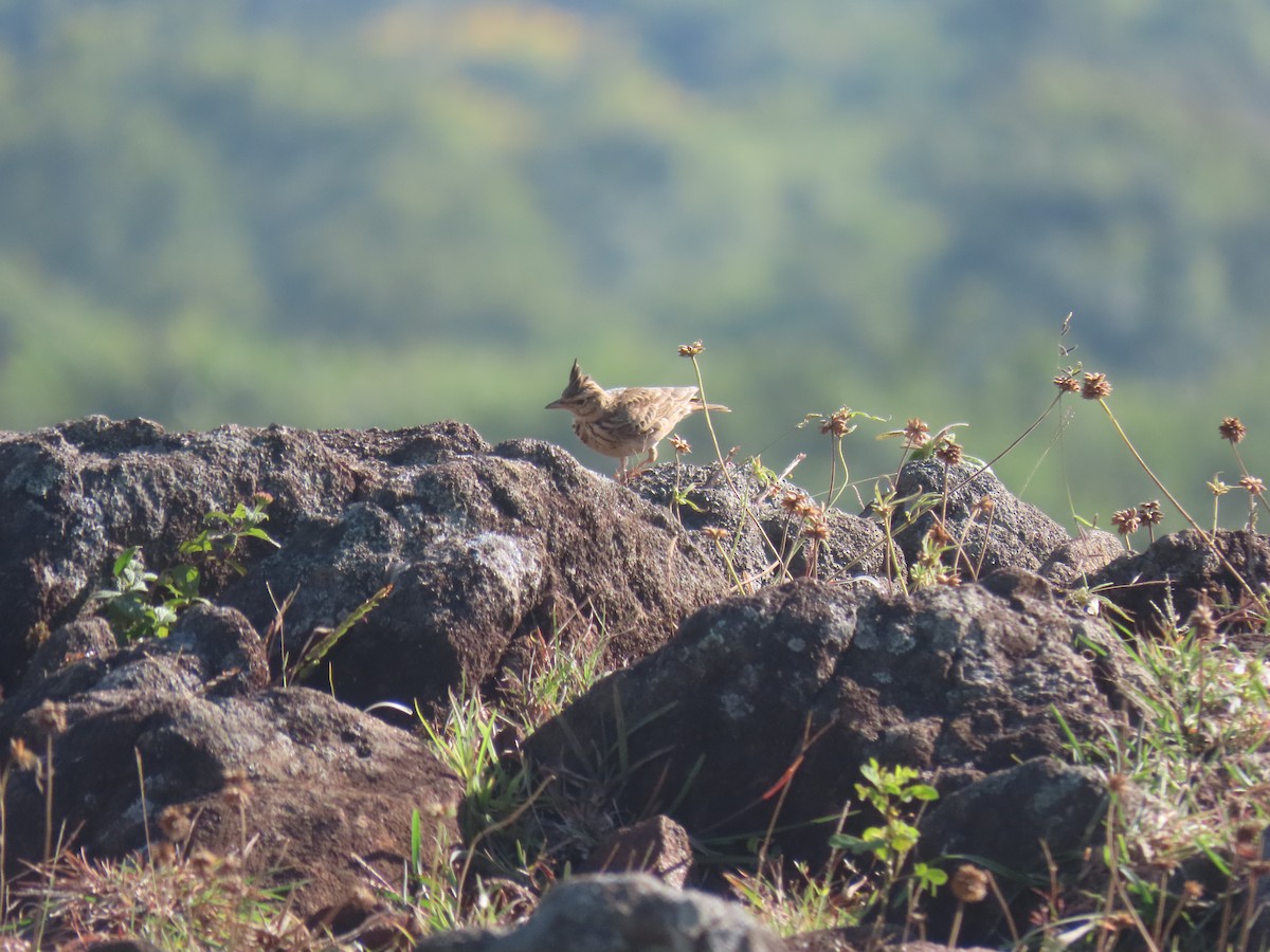 Malabar Lark - ML623903838