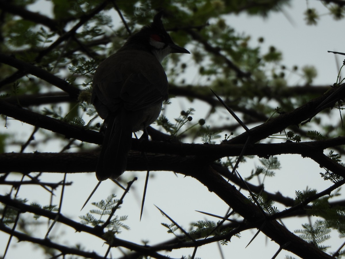 Red-whiskered Bulbul - Arulvelan Thillainayagam