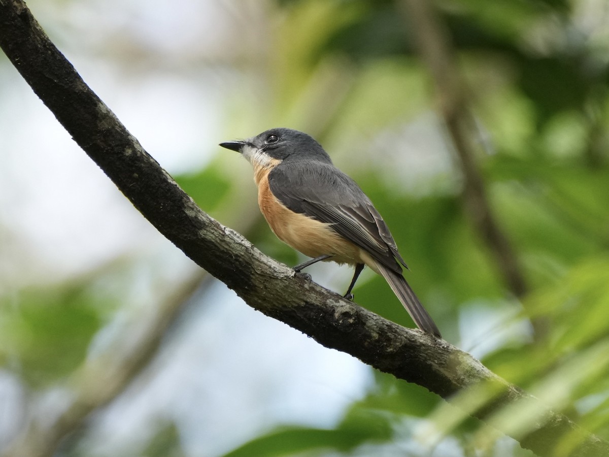 Vanikoro Flycatcher - ML623903844