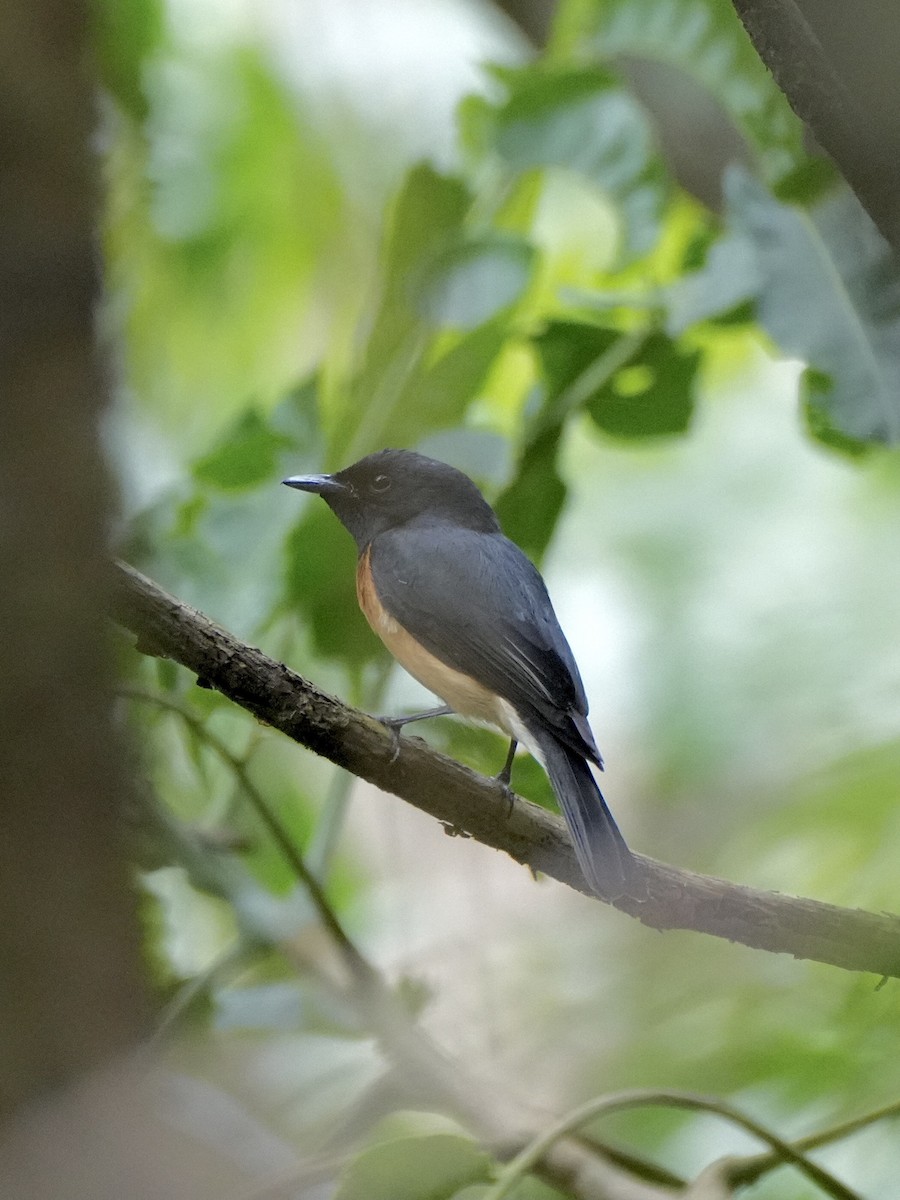 Vanikoro Flycatcher - ML623903845