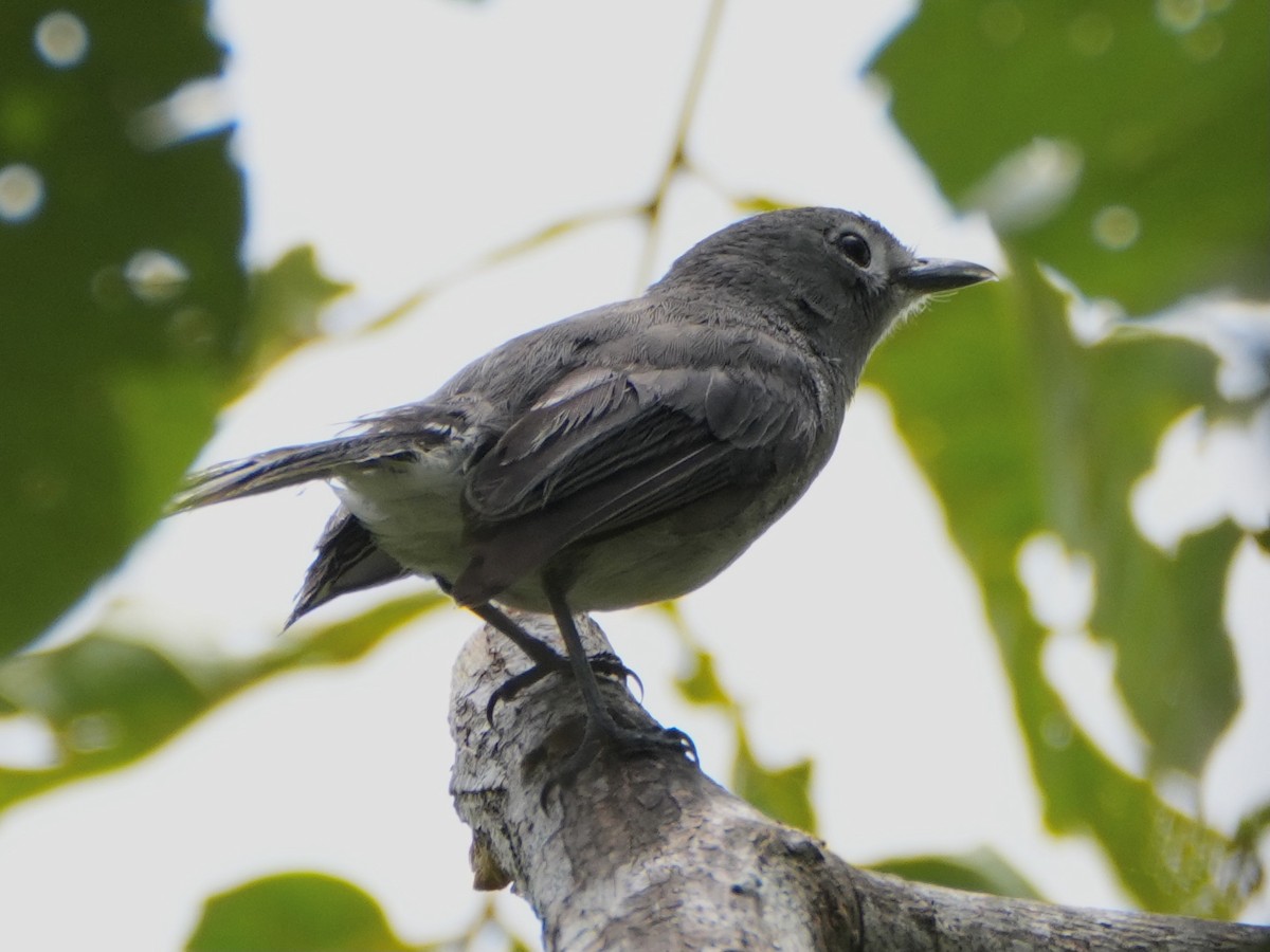 Slaty Monarch - ML623903846