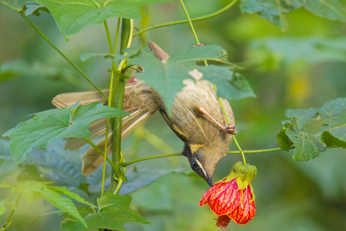 Lewin's Honeyeater - ML623903863