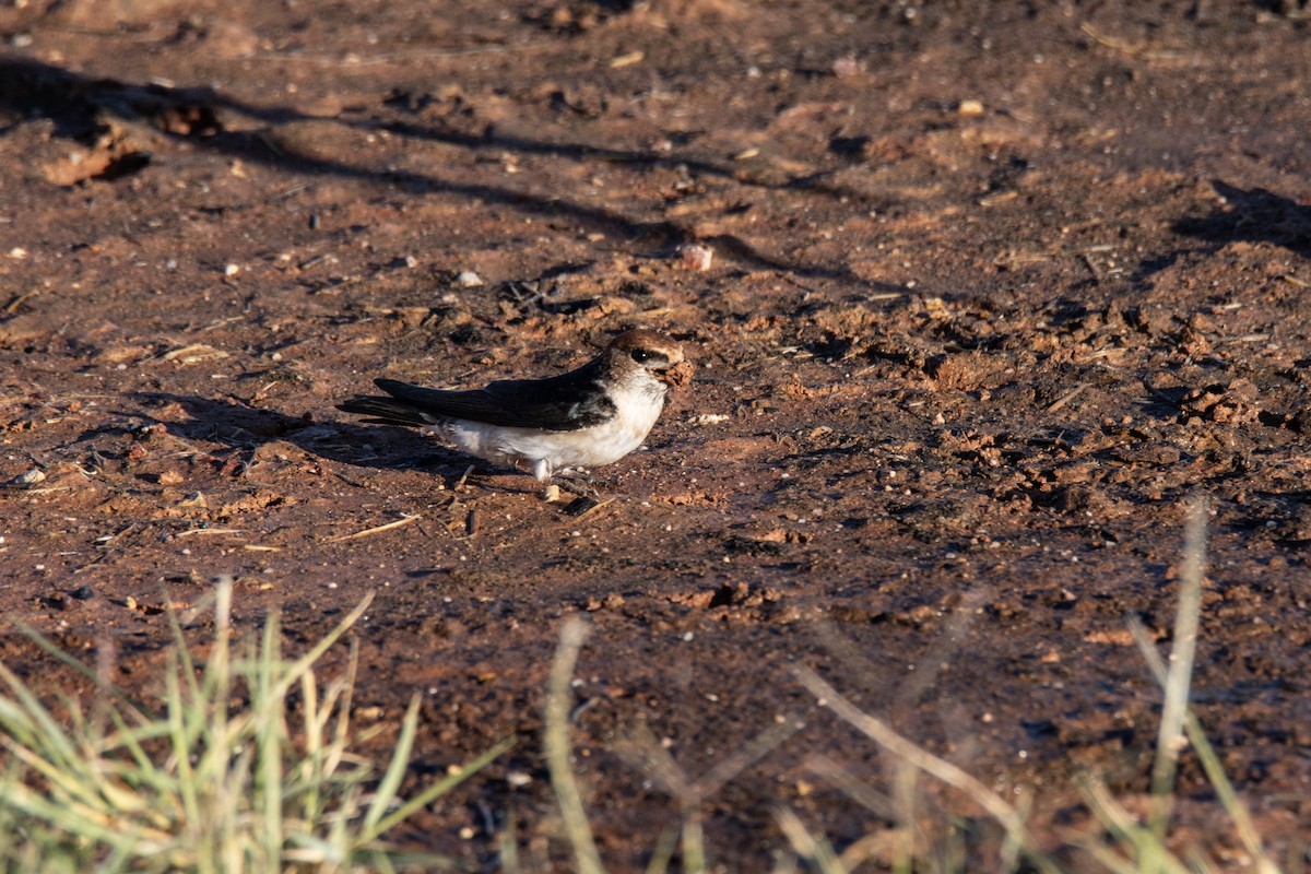 Fairy Martin - ML623903865