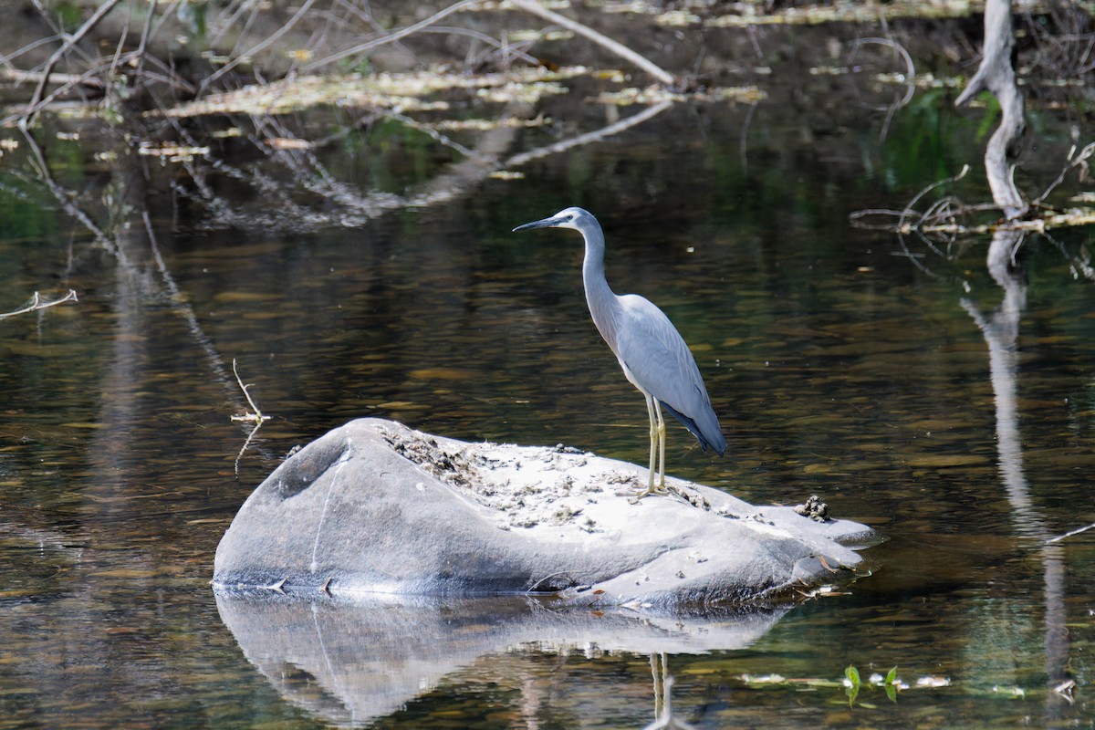 White-faced Heron - ML623903870