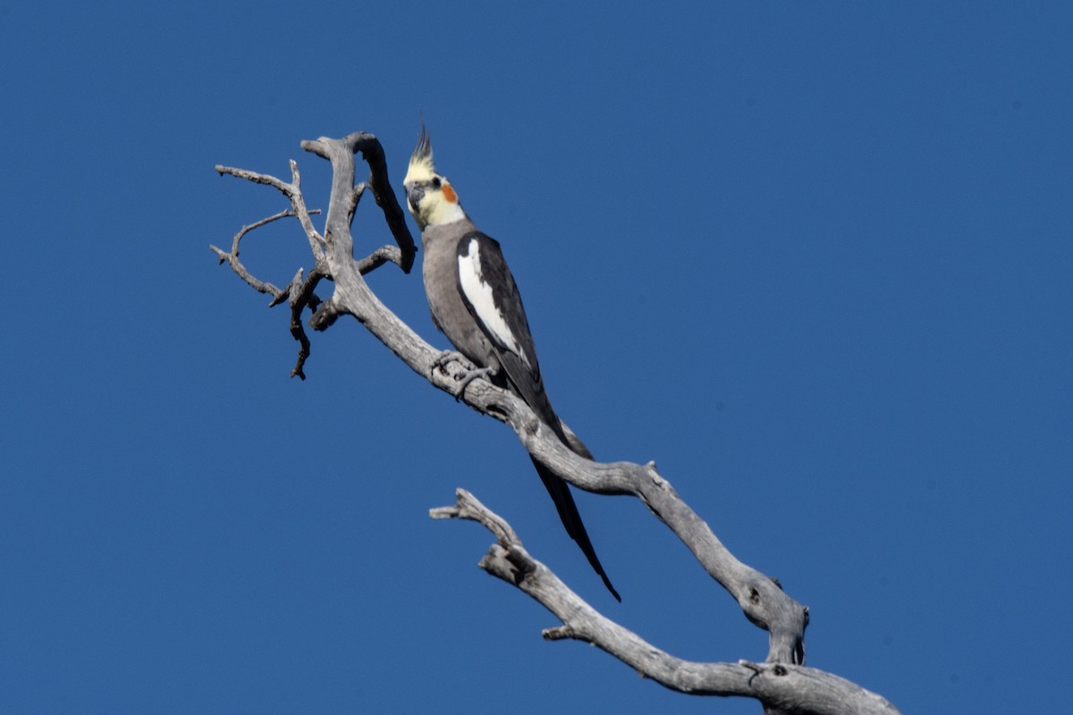 Cockatiel - ML623903881