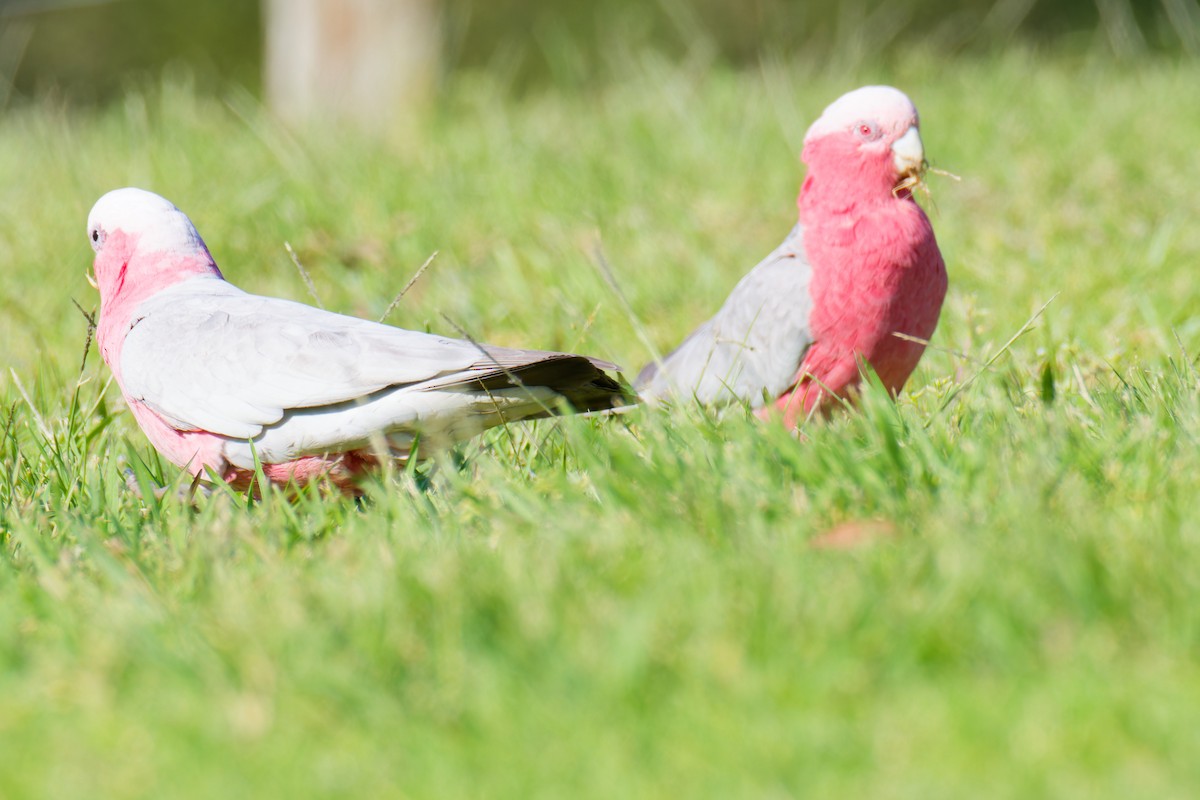 Cacatúa Galah - ML623903884