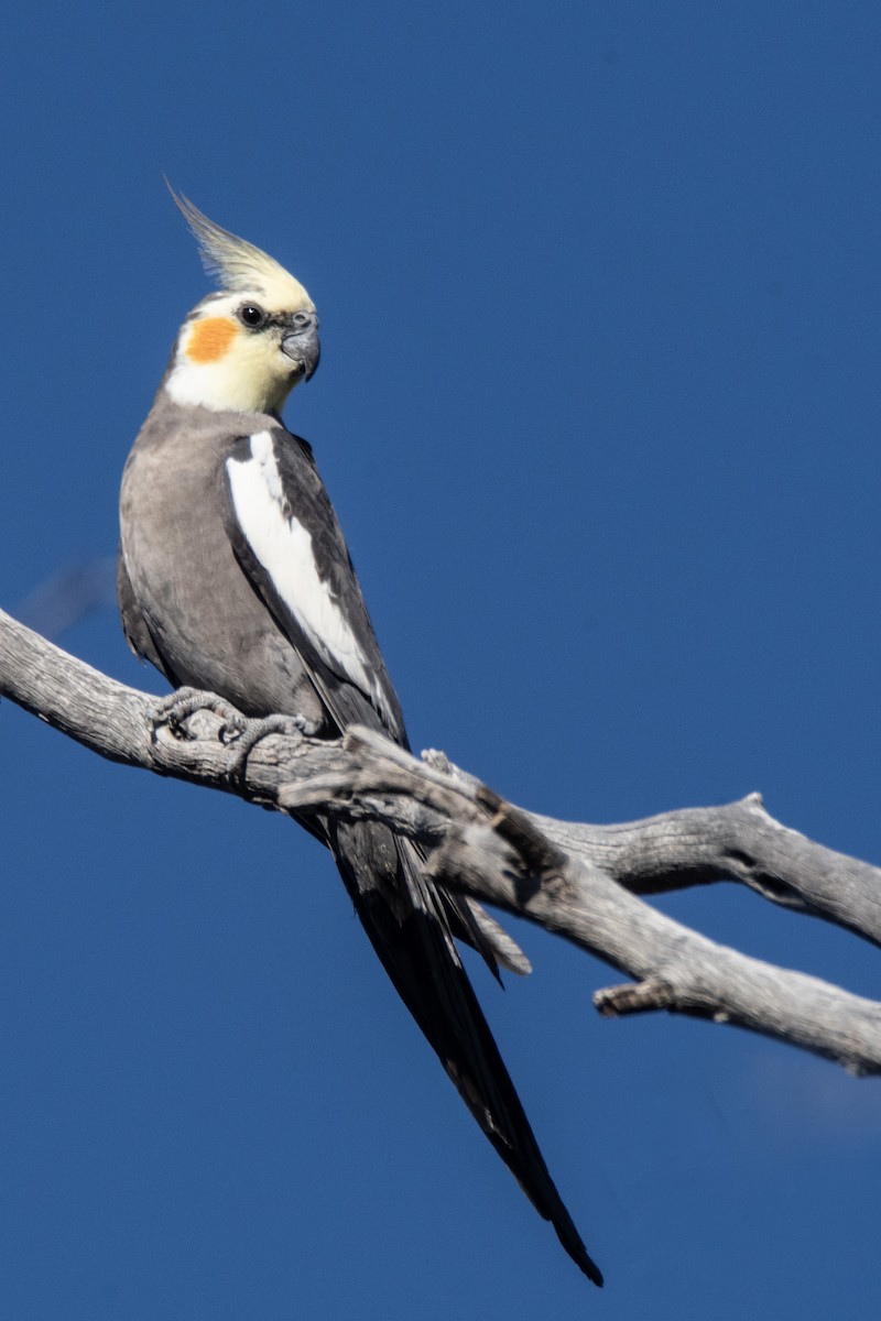 Cockatiel - ML623903885