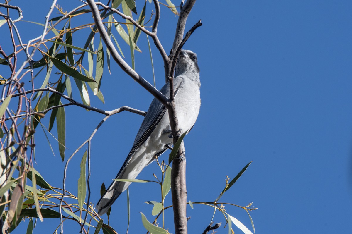 Black-faced Cuckooshrike - ML623903890