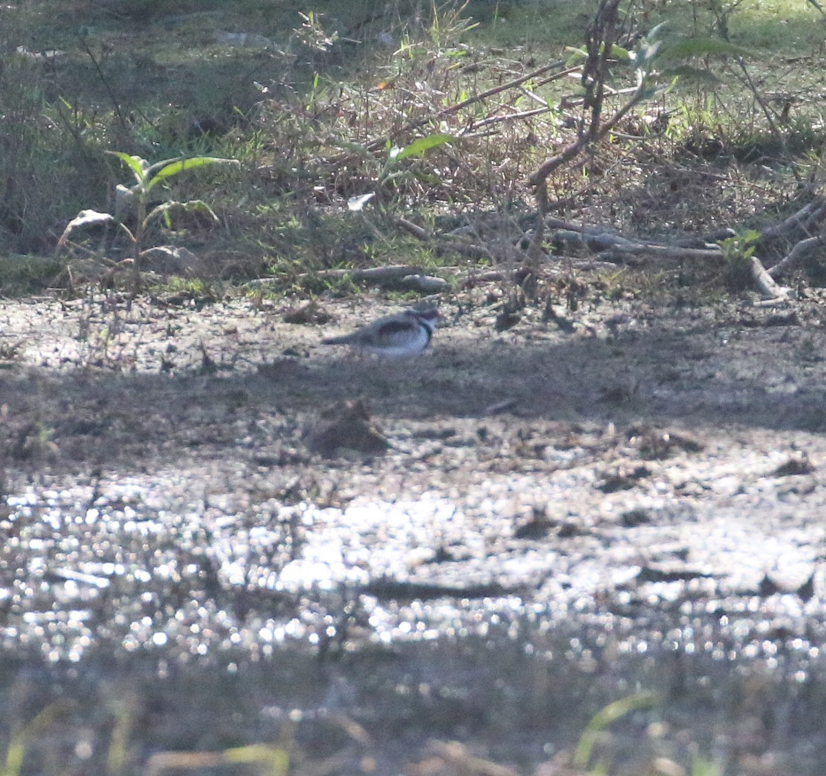 Black-fronted Dotterel - ML623903892