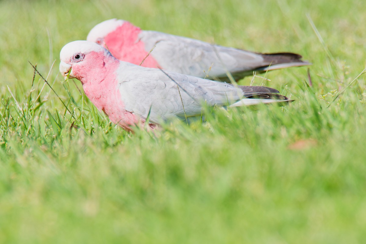 Cacatúa Galah - ML623903894