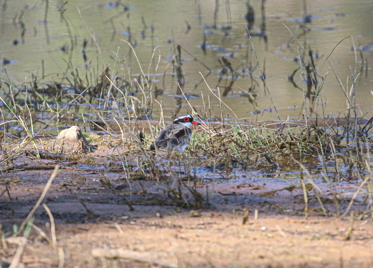 Black-fronted Dotterel - ML623903896