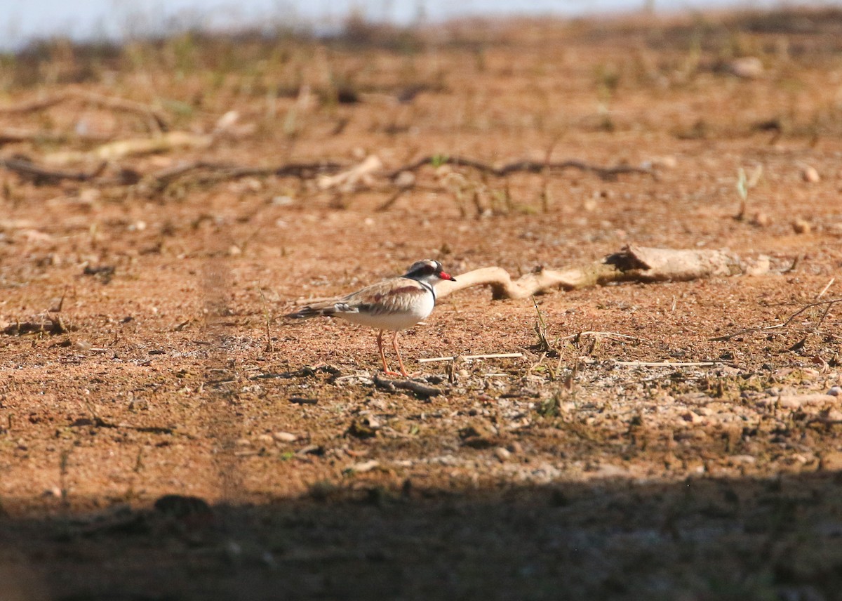 Black-fronted Dotterel - ML623903897