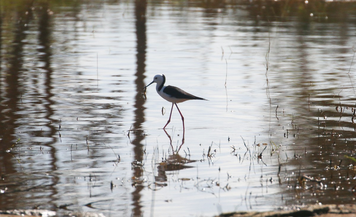 Pied Stilt - ML623903898