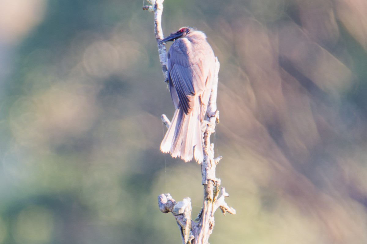 Noisy Friarbird - ML623903919