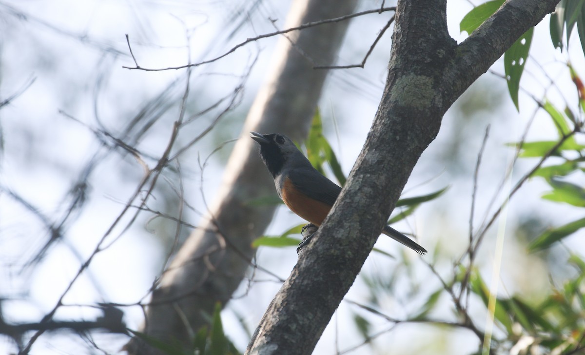 Black-faced Monarch - ML623903923