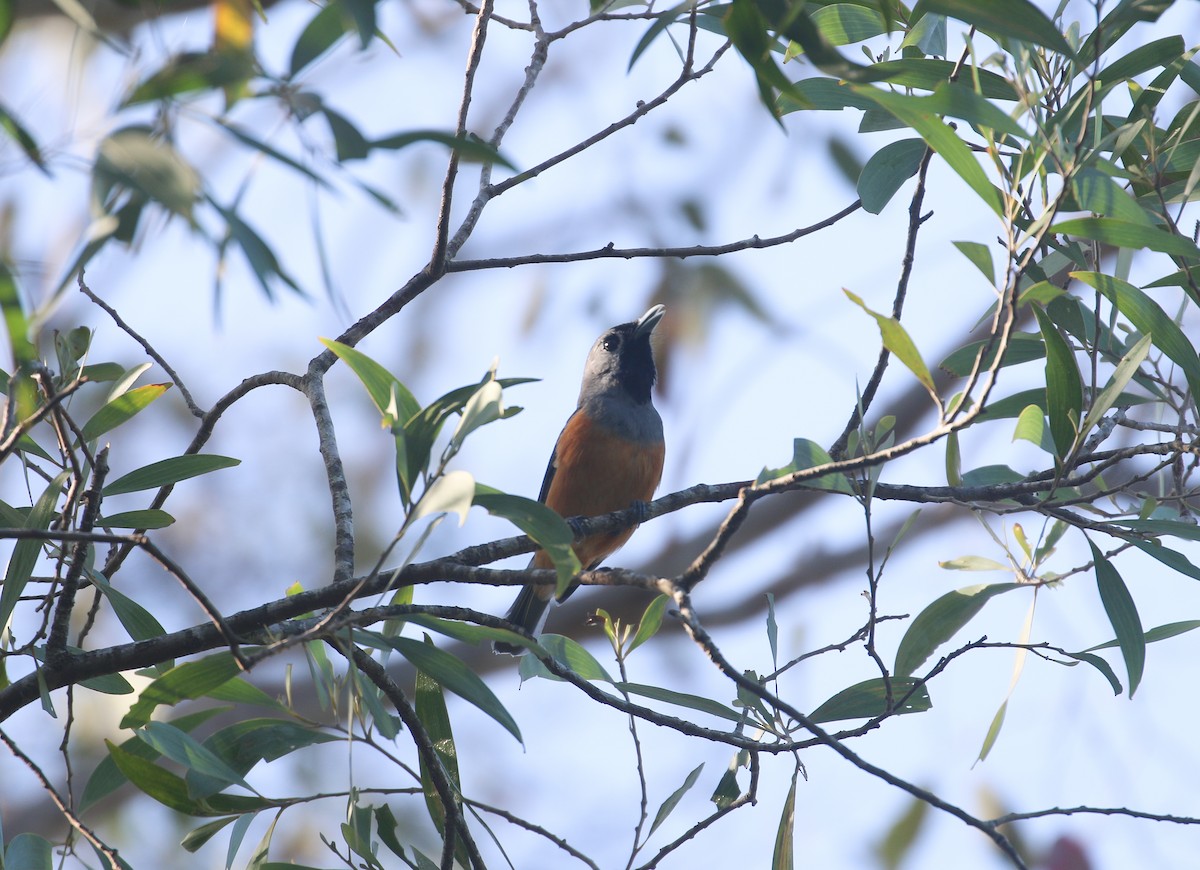 Black-faced Monarch - Lucas Corneliussen