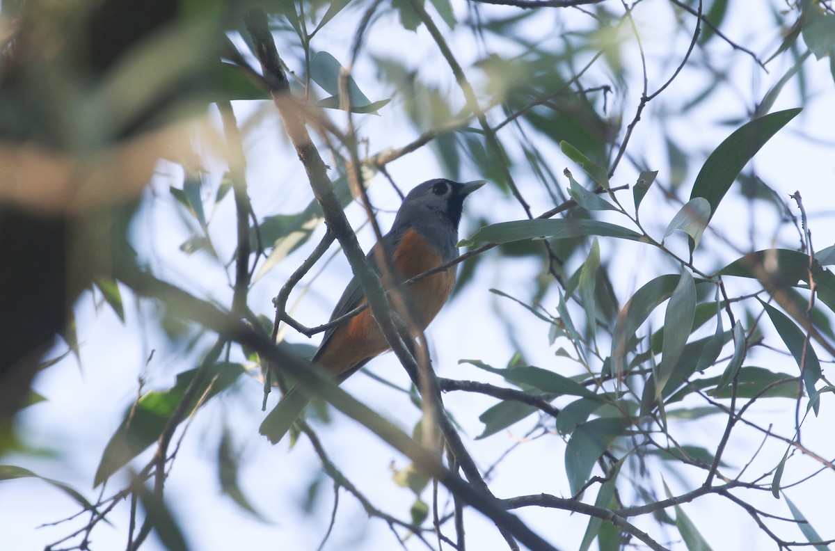 Black-faced Monarch - ML623903926