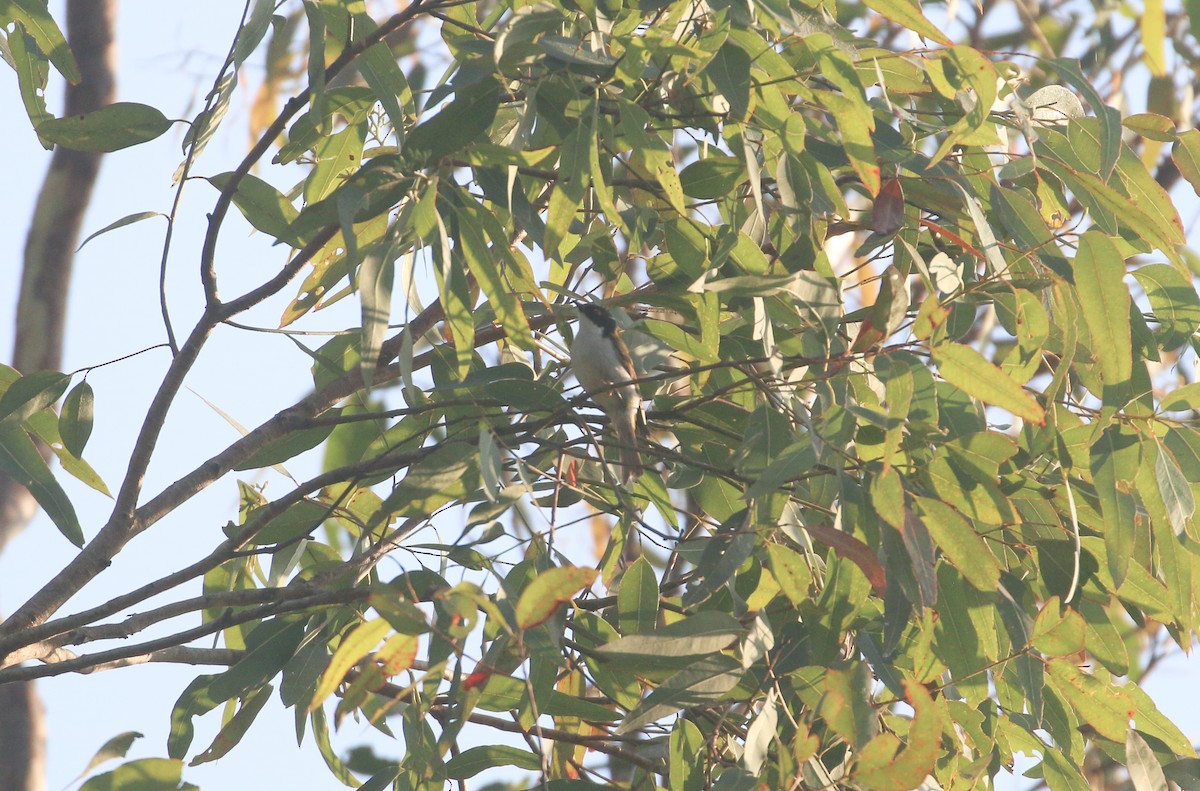 White-naped Honeyeater - ML623903929