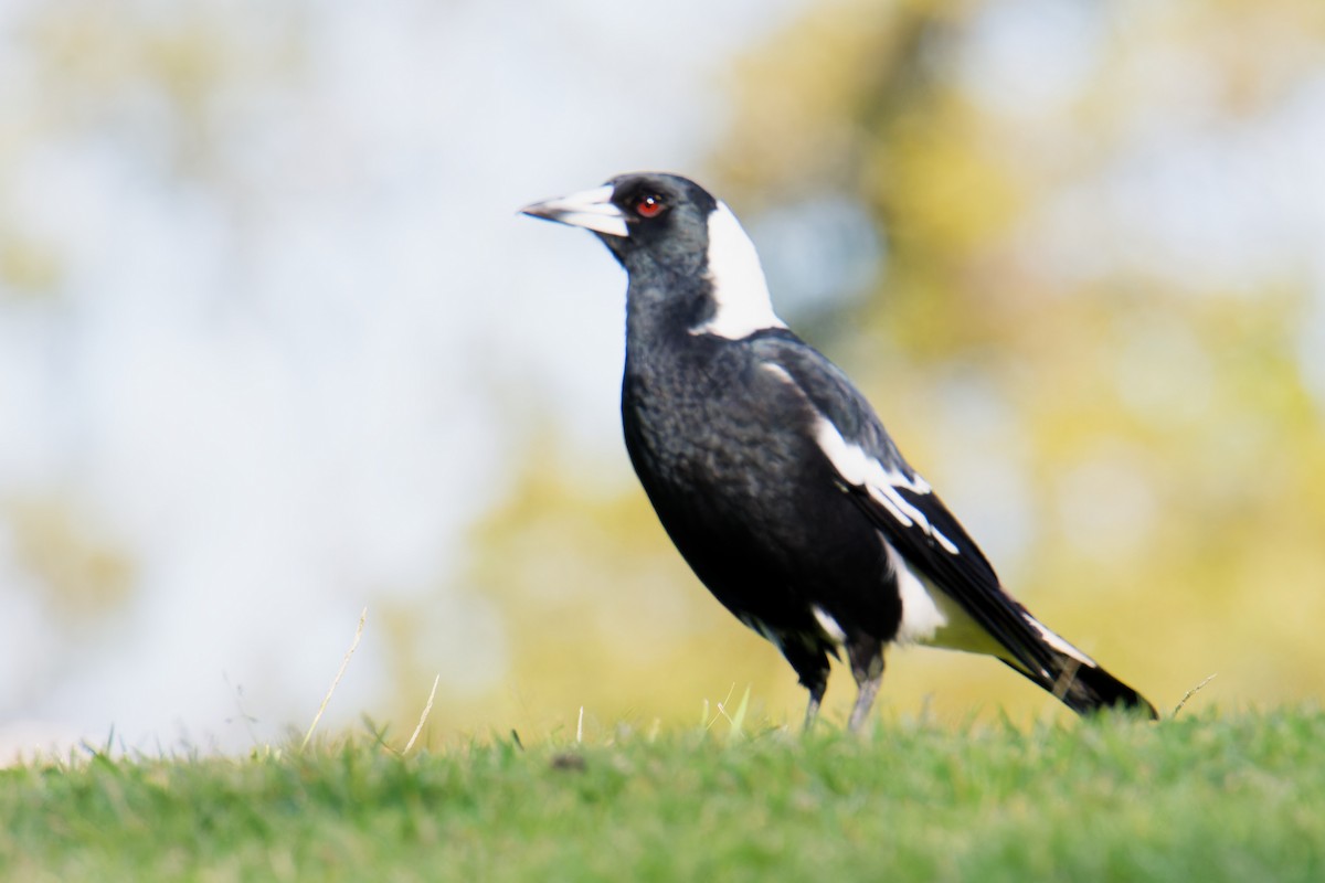 Australian Magpie - ML623903930