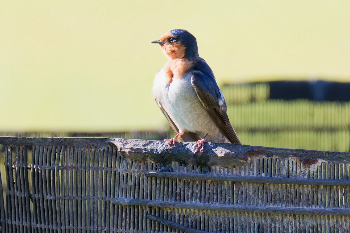 Golondrina Australiana - ML623903940