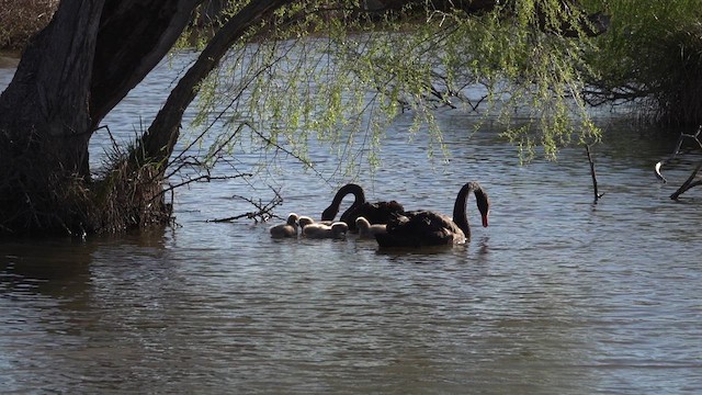 Black Swan - ML623903945