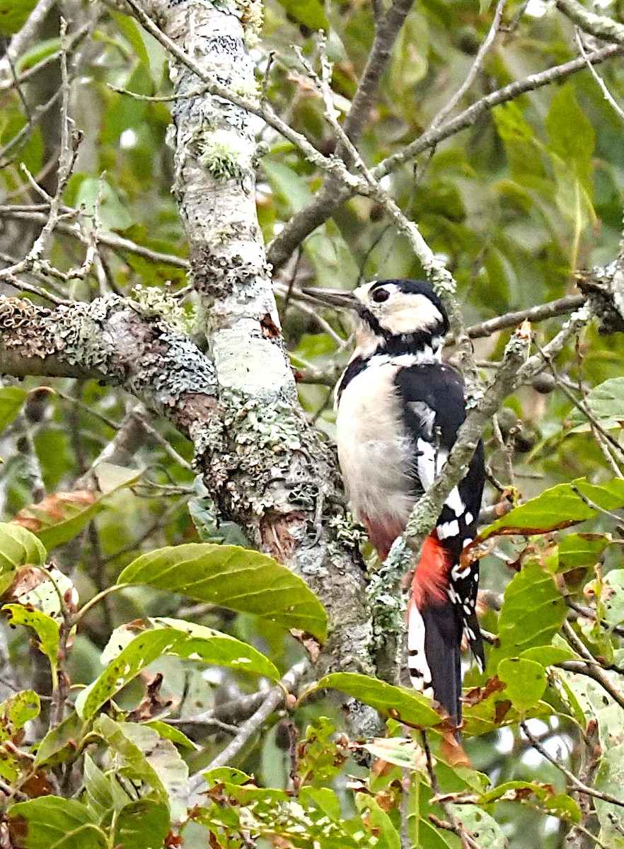 Great Spotted Woodpecker - ML623903947