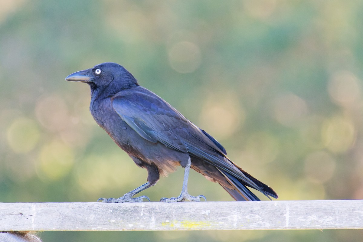 Australian Raven - ML623903974