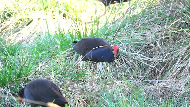 Australasian Swamphen - ML623903975