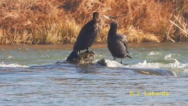 Cormorán Grande - ML623903980