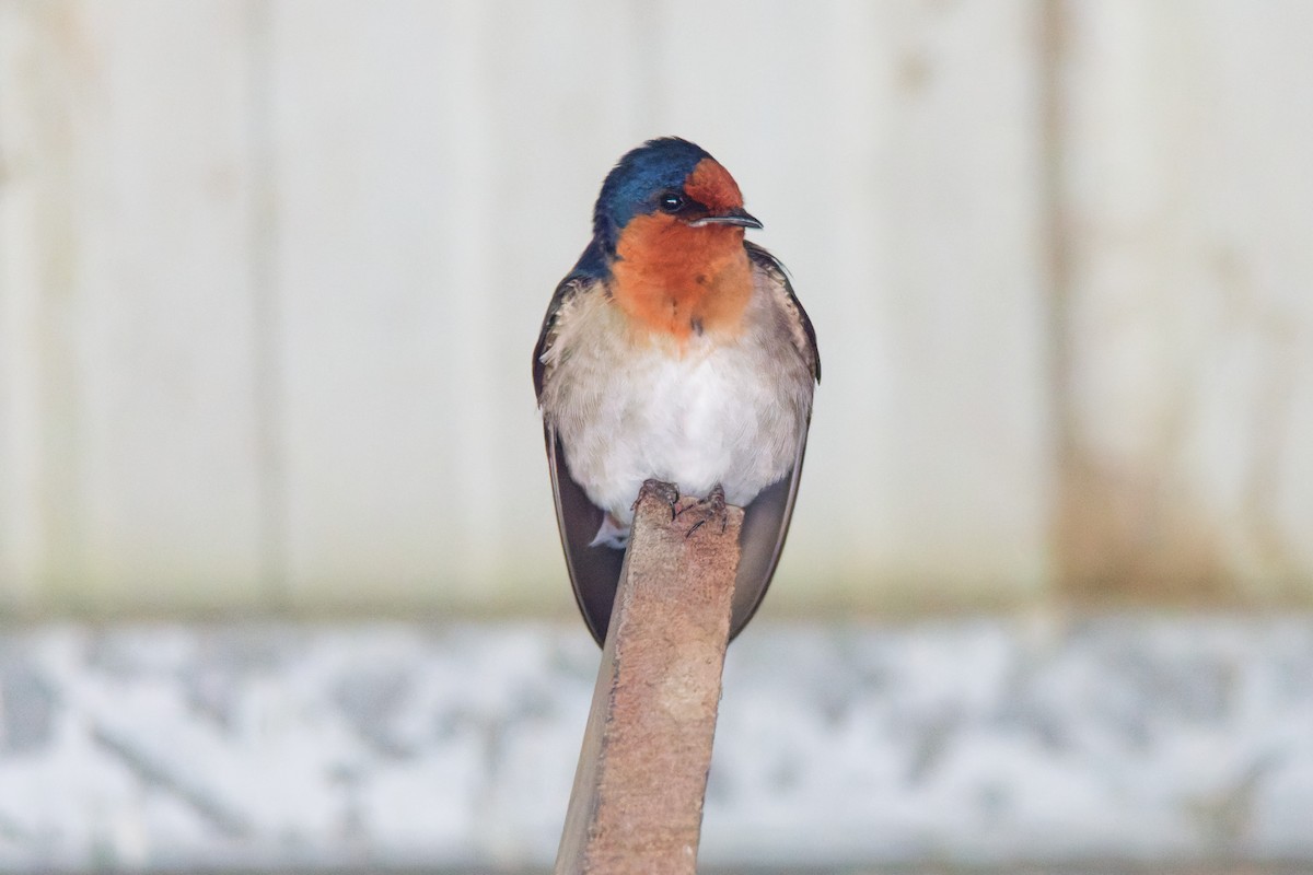 Welcome Swallow - Rick Tyler