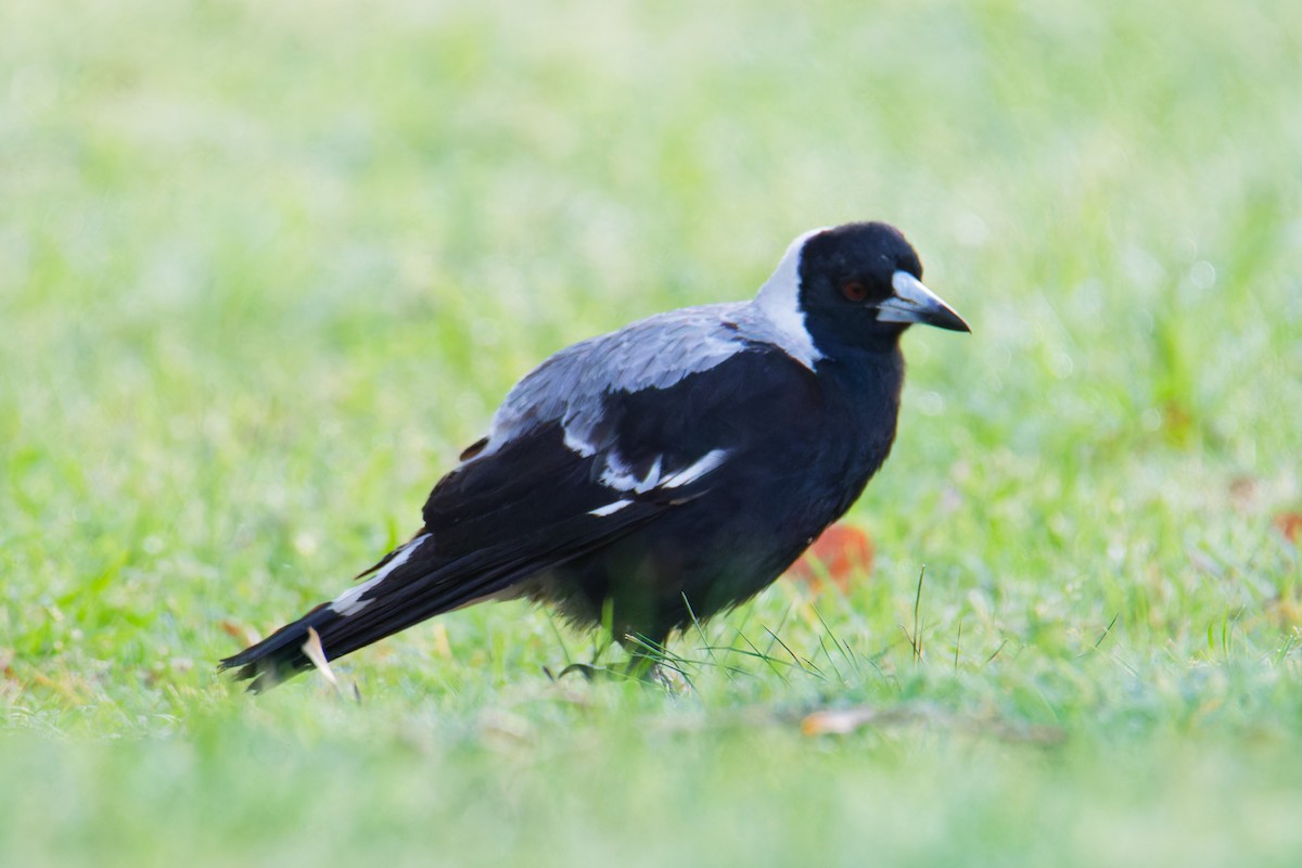 Australian Magpie - Rick Tyler