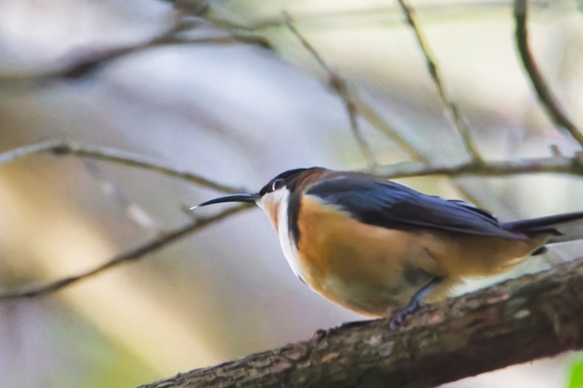 Eastern Spinebill - ML623903987