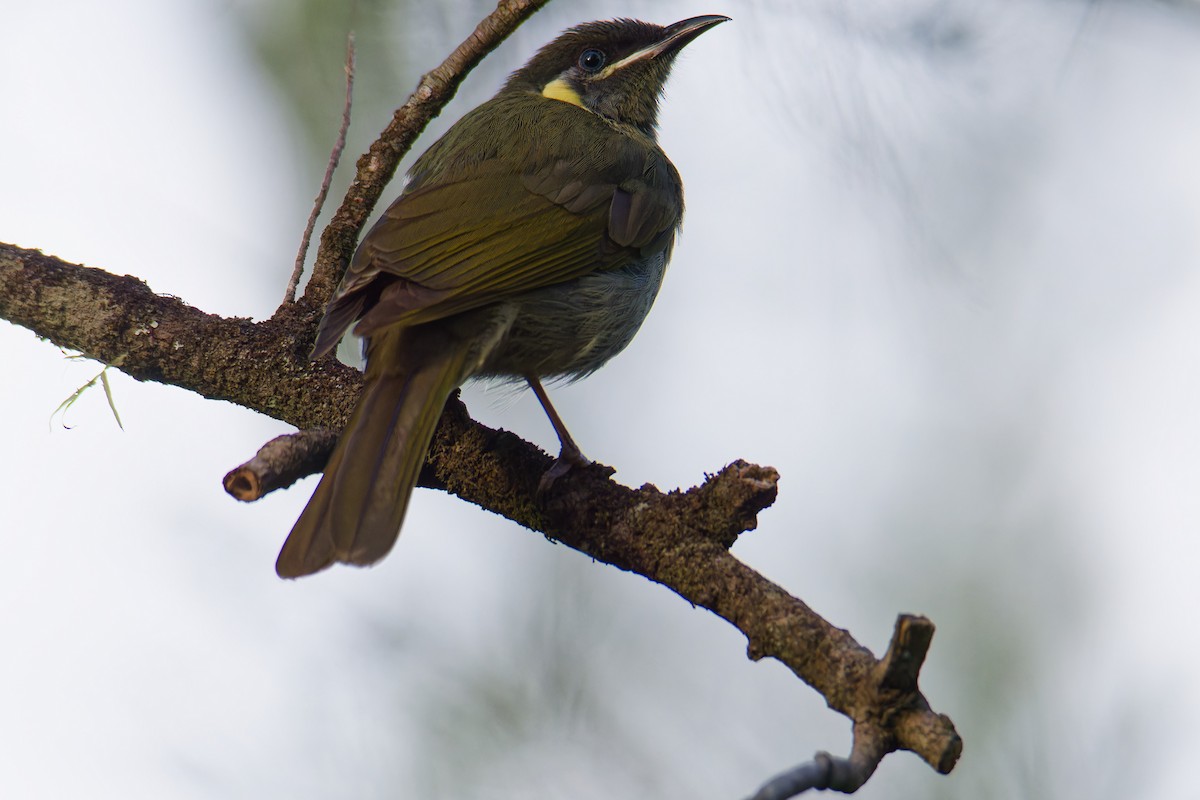 Lewin's Honeyeater - ML623903989