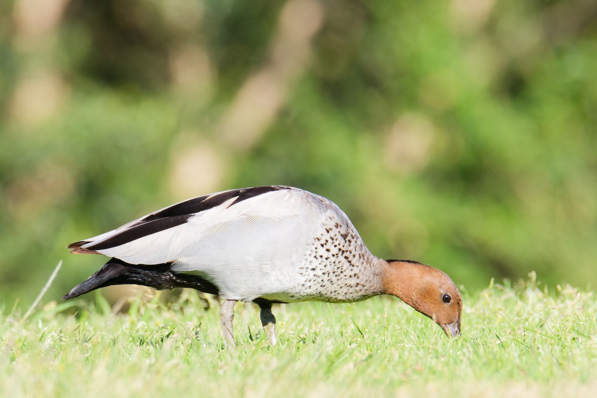 Maned Duck - ML623903994