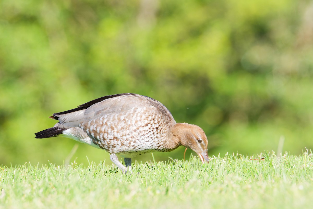 Pato de Crin - ML623903995