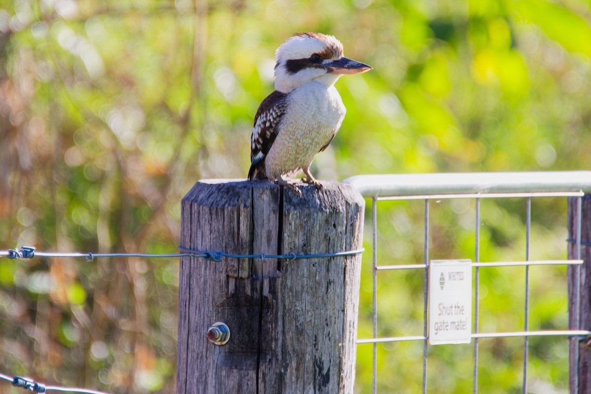 Laughing Kookaburra - ML623903996