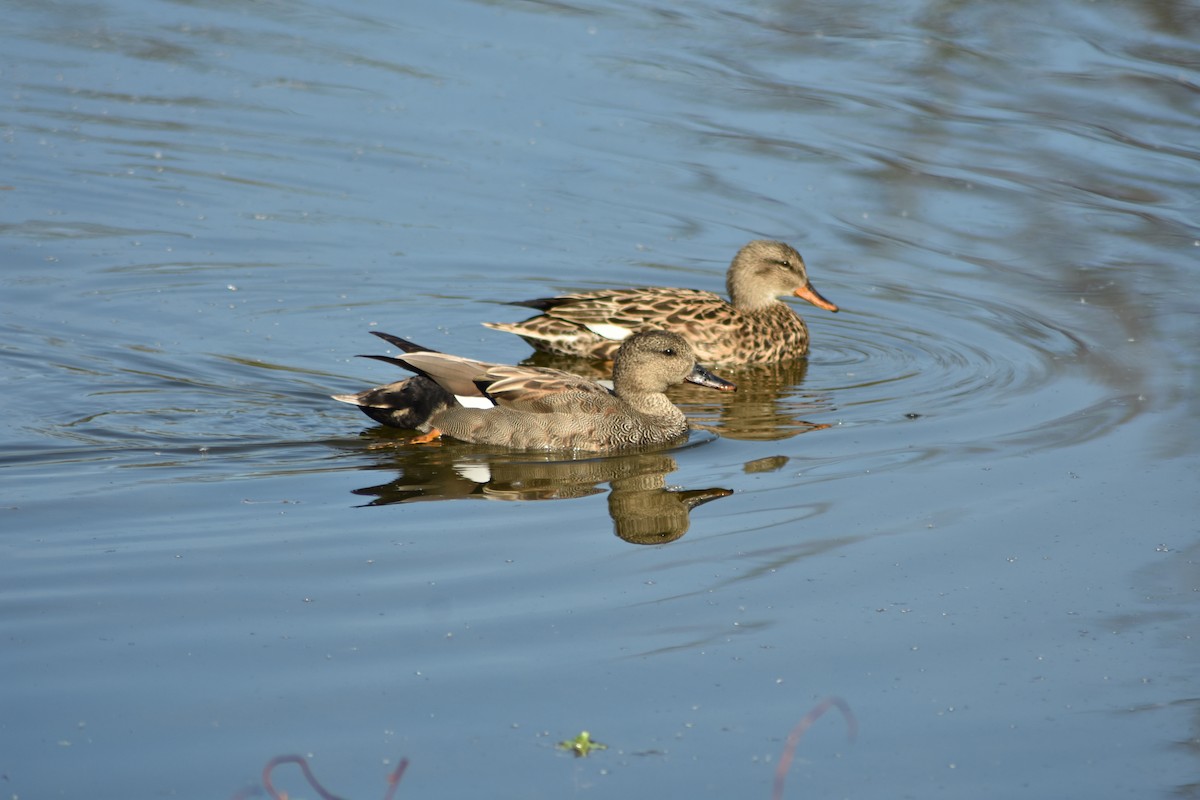 Gadwall - Beatriz Castaño