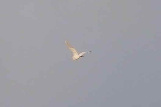 Western Cattle Egret - ML623904011