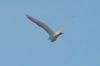 Western Cattle Egret - ML623904012