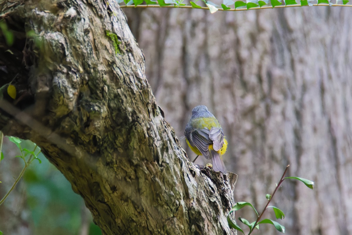 Eastern Yellow Robin - Rick Tyler