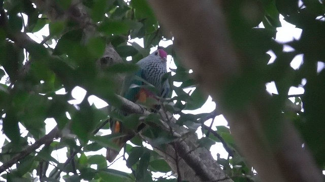 Rose-crowned Fruit-Dove - ML623904025