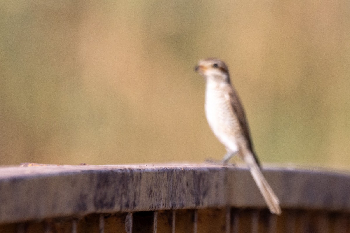 Red-backed Shrike - ML623904032