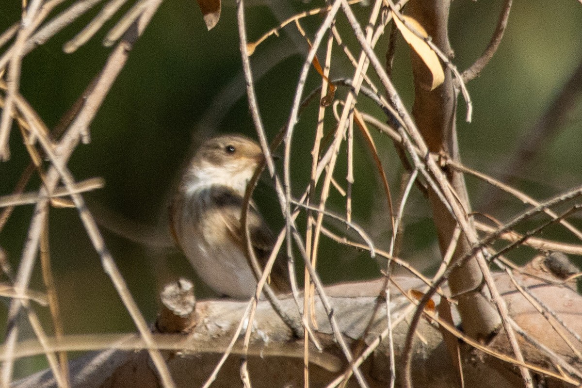 Spotted Flycatcher - ML623904034