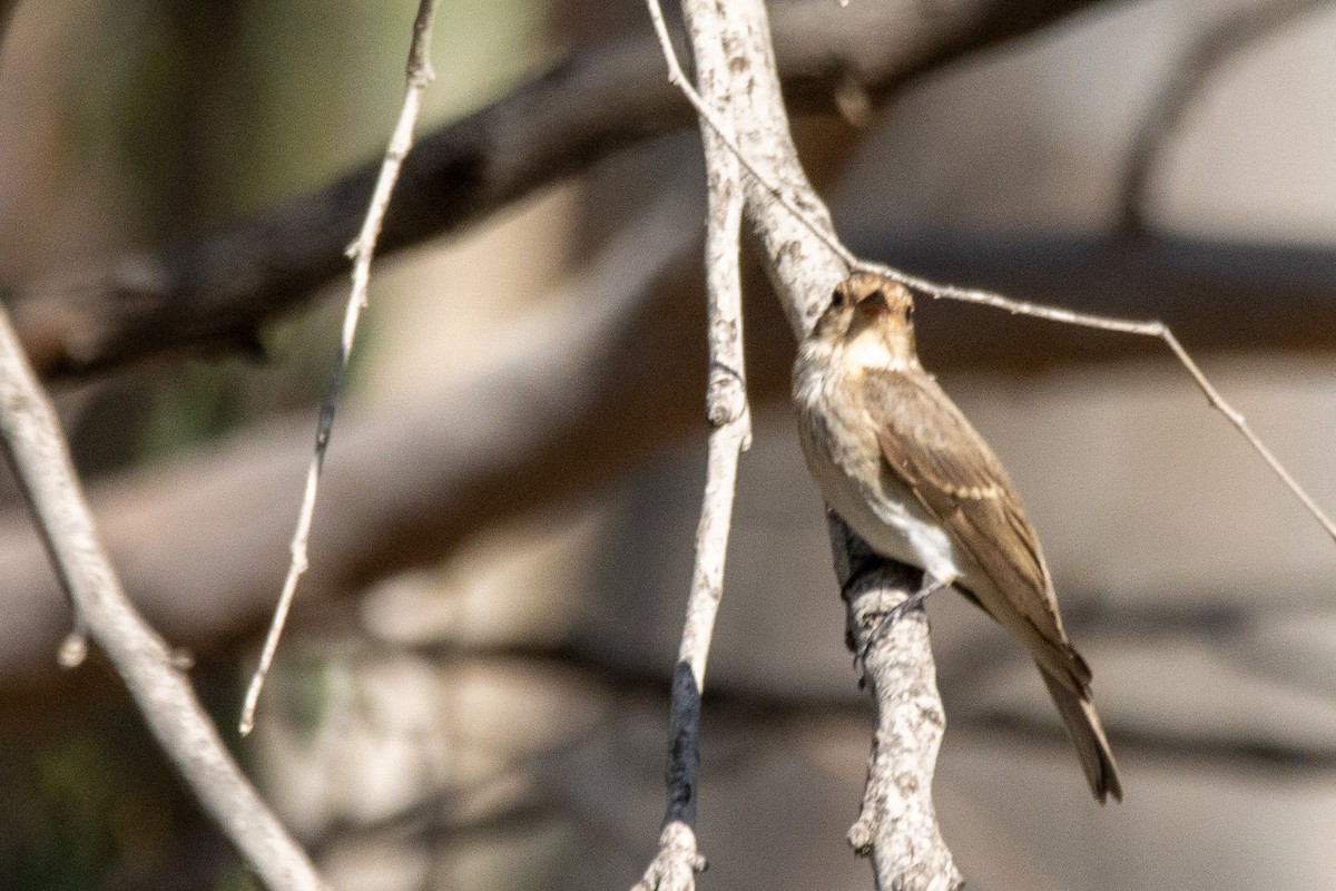 Spotted Flycatcher - ML623904035