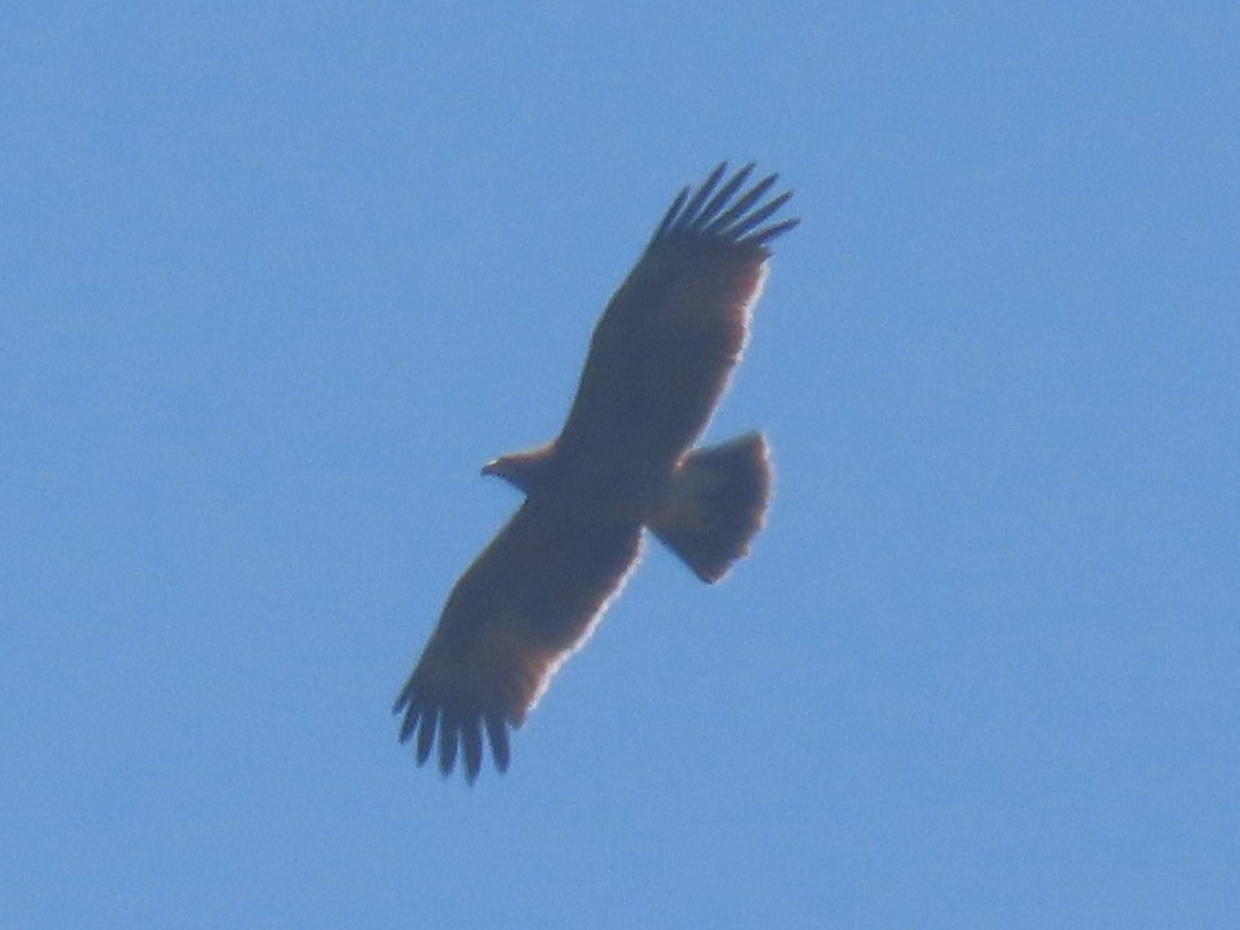 Booted Eagle - ML623904037