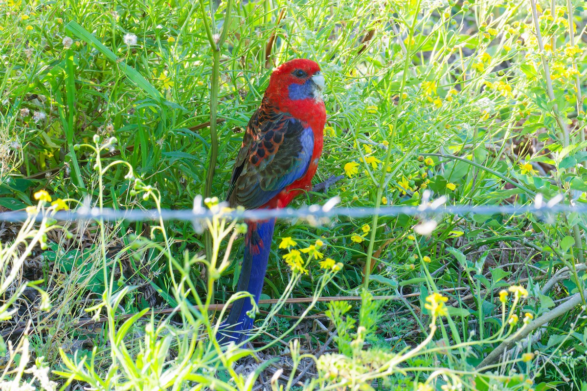 Crimson Rosella - ML623904040