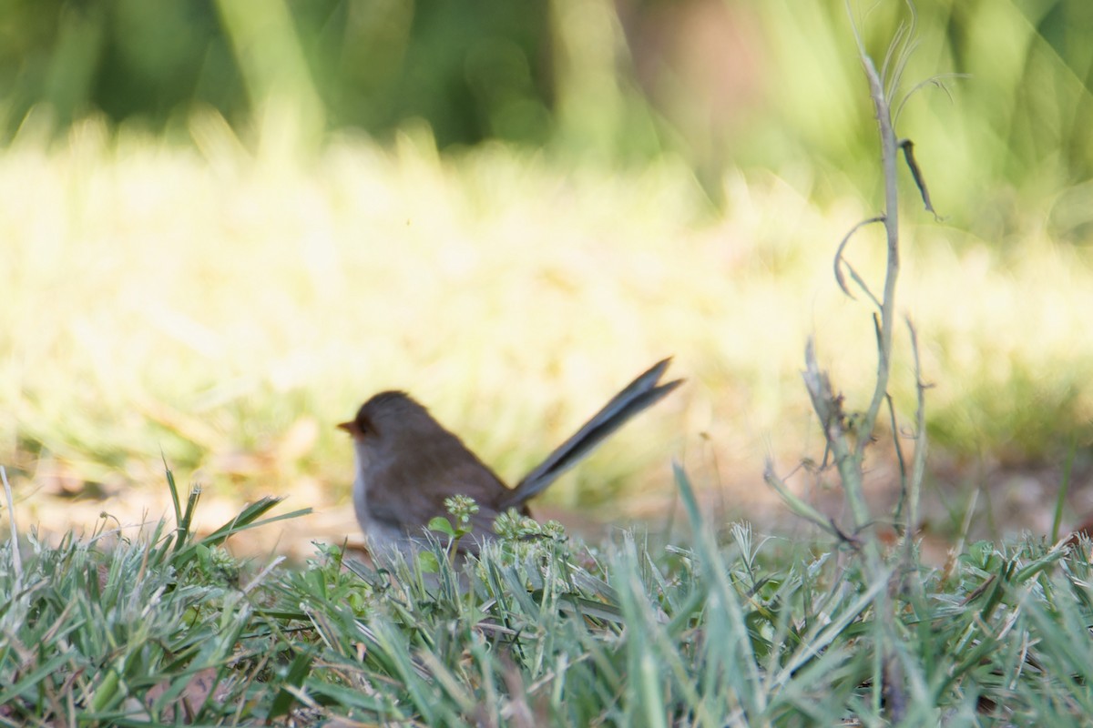 Superb Fairywren - ML623904041