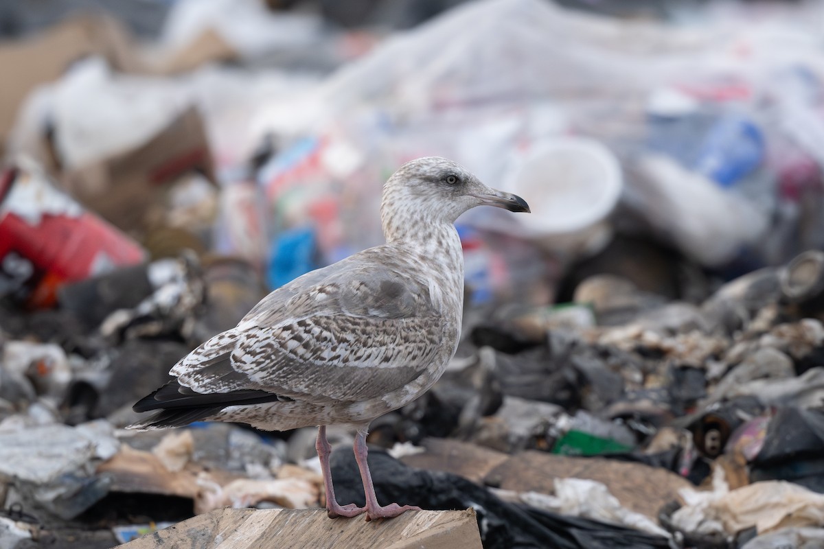 Herring Gull (Vega) - ML623904044