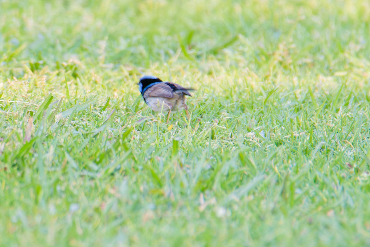 Superb Fairywren - ML623904045