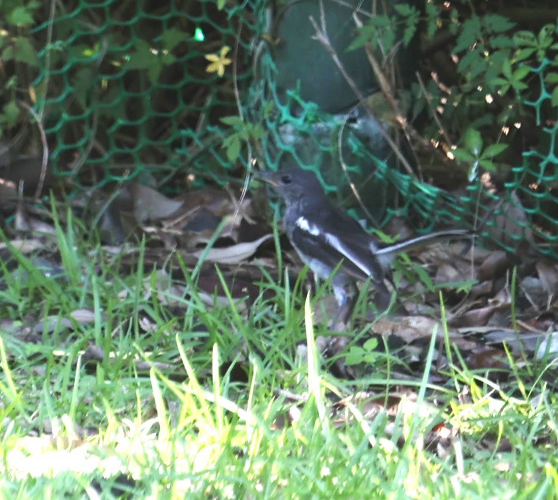 Oriental Magpie-Robin - Chengheng Hu